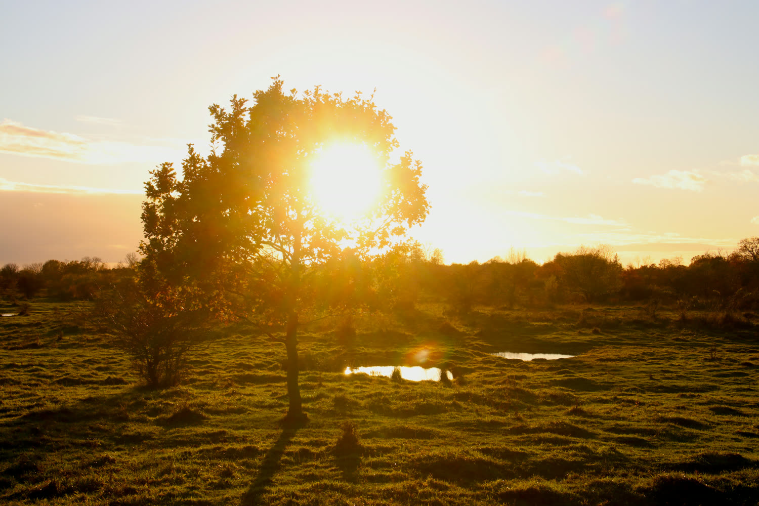Solnedgang over en åben eng med et enkelt træ